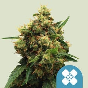Painkiller XL | 3 Stk. CBD RQS-PAX-F-3-1