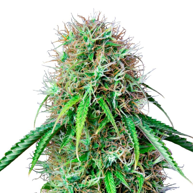 RoyalCBG_3StkCBDAutoflowering_RoyalQueenSeeds-1