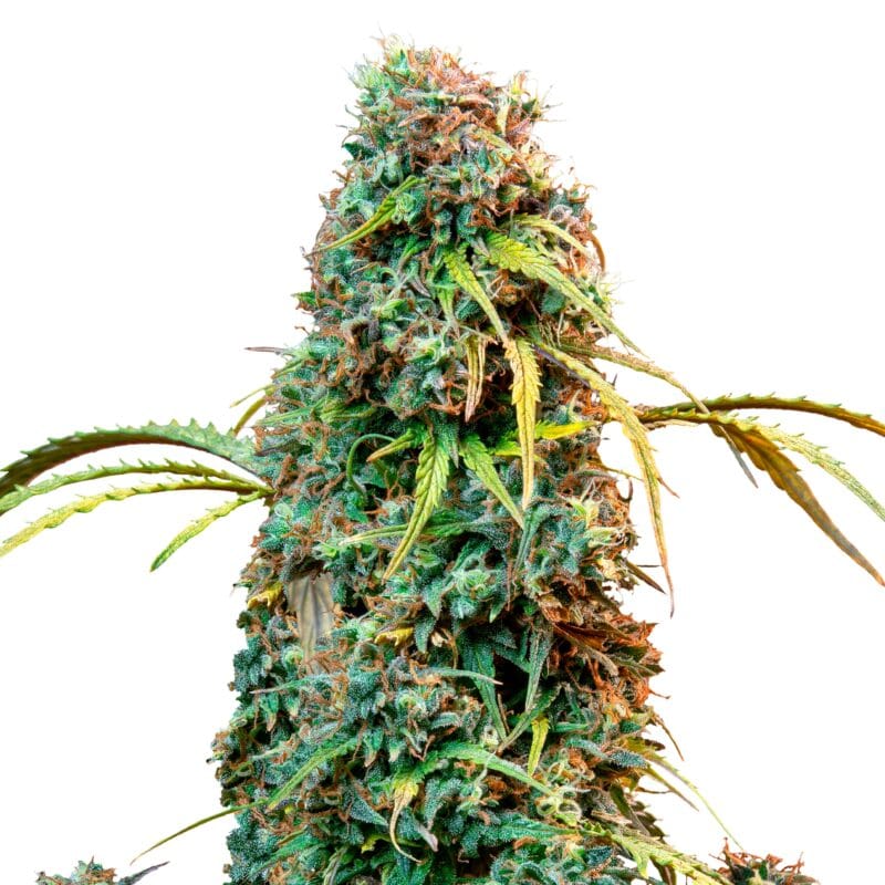 Royal CBDV | 3 Stk. CBD Autoflowering Royal CBDV Stk CBD Autoflowering, Royal Queen Seeds - 1