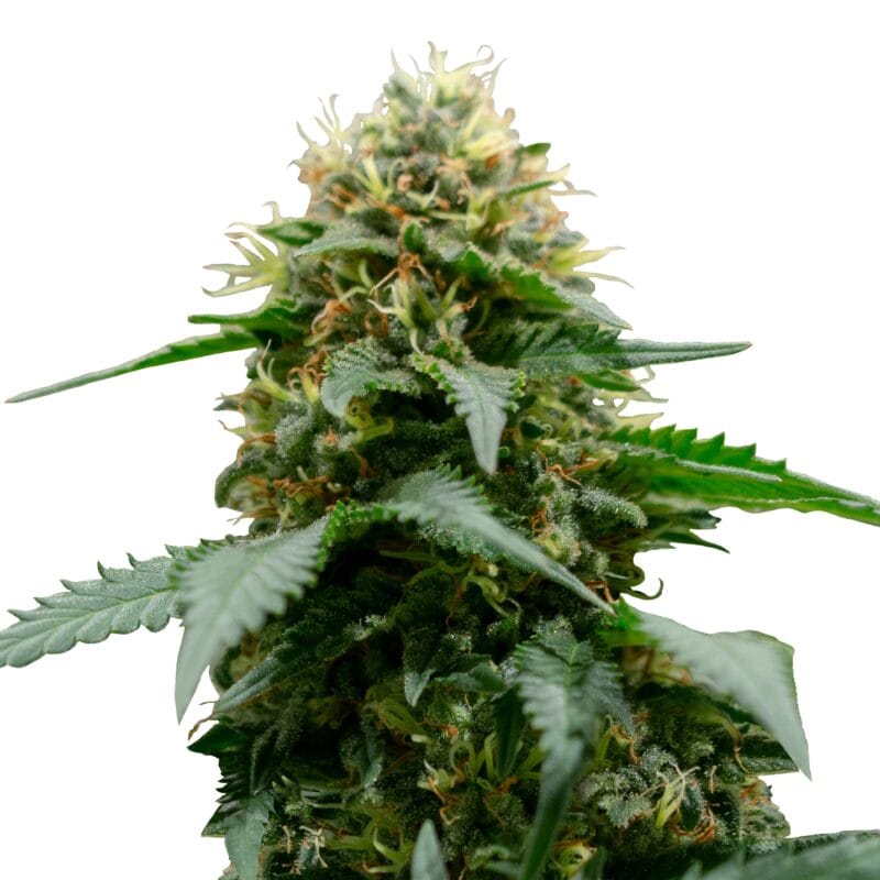 White Widow Regular | 10Stk Reg_IMG_White_Widow