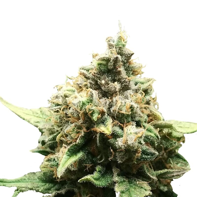 Critical Regular | 10Stk Regular_Critical_IMG