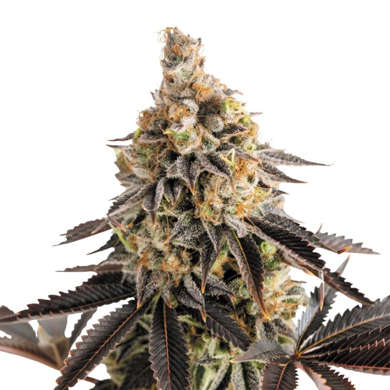Plant_Cookies Gelato_Auto_1000x1000