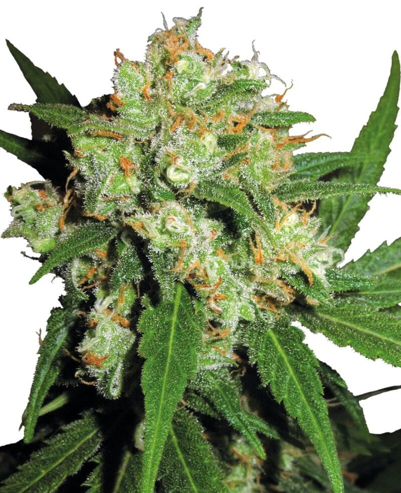 Sensi Skunk Feminized