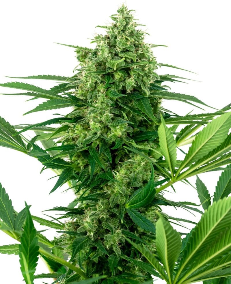 Banana Frosting Feminized