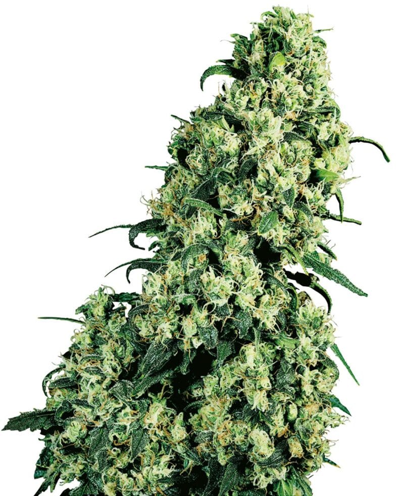 Skunk #1 Feminized