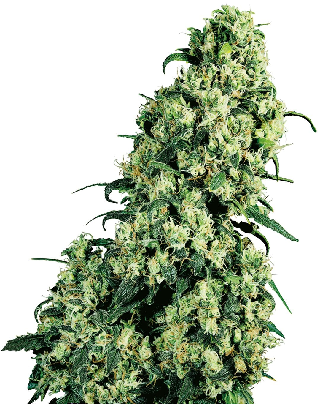 Skunk No1® | 3 Stk. Fem Skunk #1 Feminized