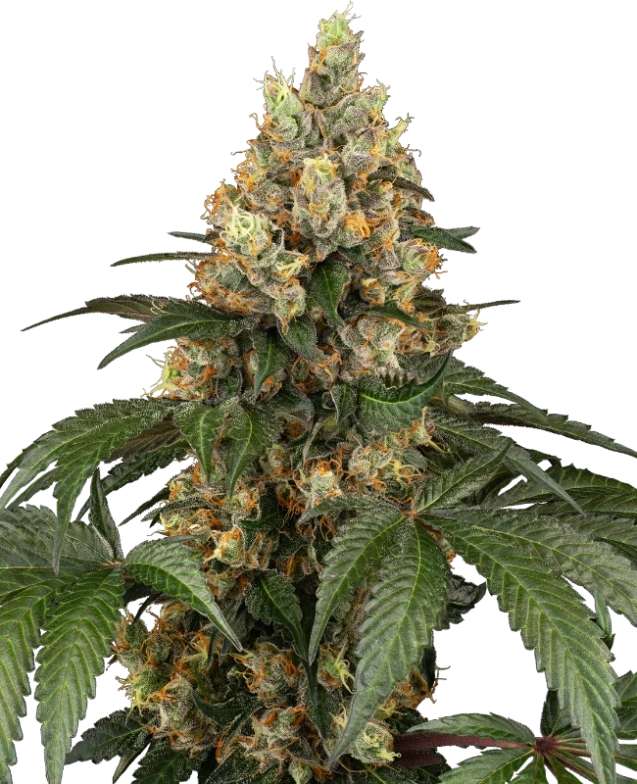 chocolate-rainbow-xxl-3stk-sensi-seeds__12607__01.webp