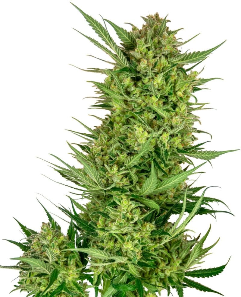 Buttercream Gelato Feminized