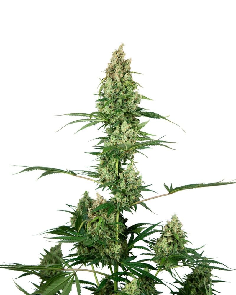 Silver Fire Feminized