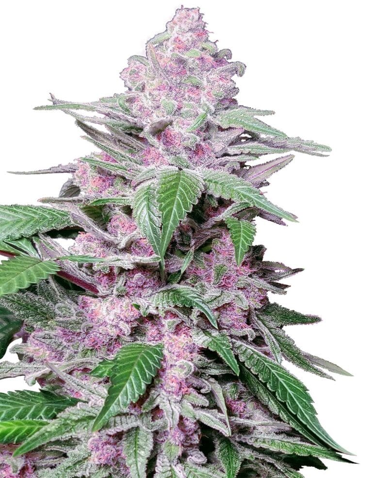 Purple Cookie Kush Feminized