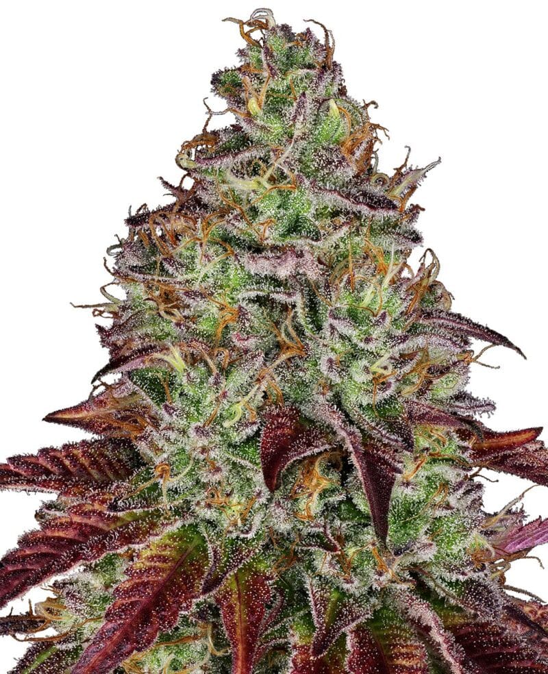 Tezla OG Feminized