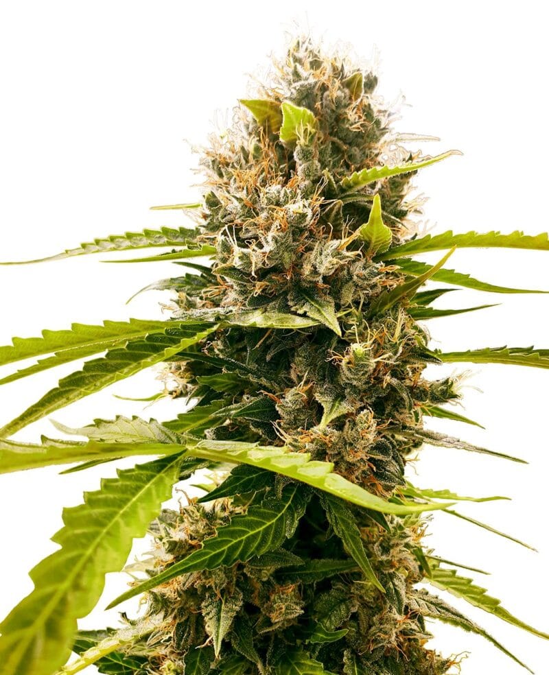 Mandarin Punch Feminized