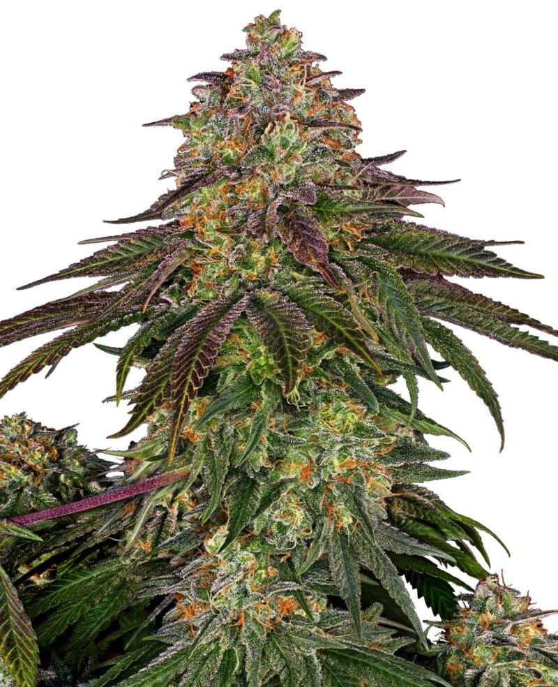 Sweet Cherry Kush Feminized