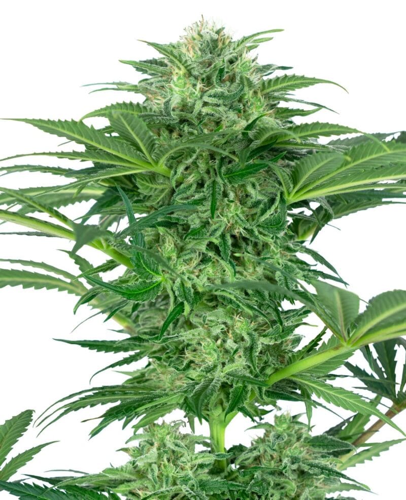 Skunk Dream CBD Feminized