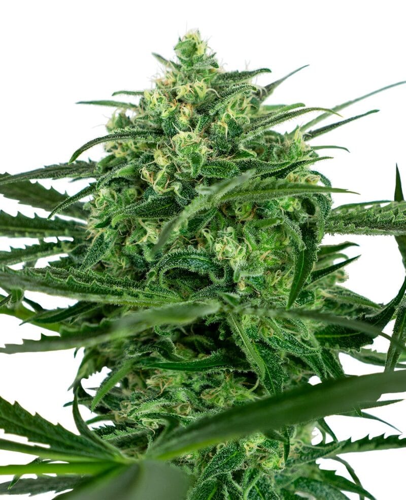 Sensi Amnesia Feminized