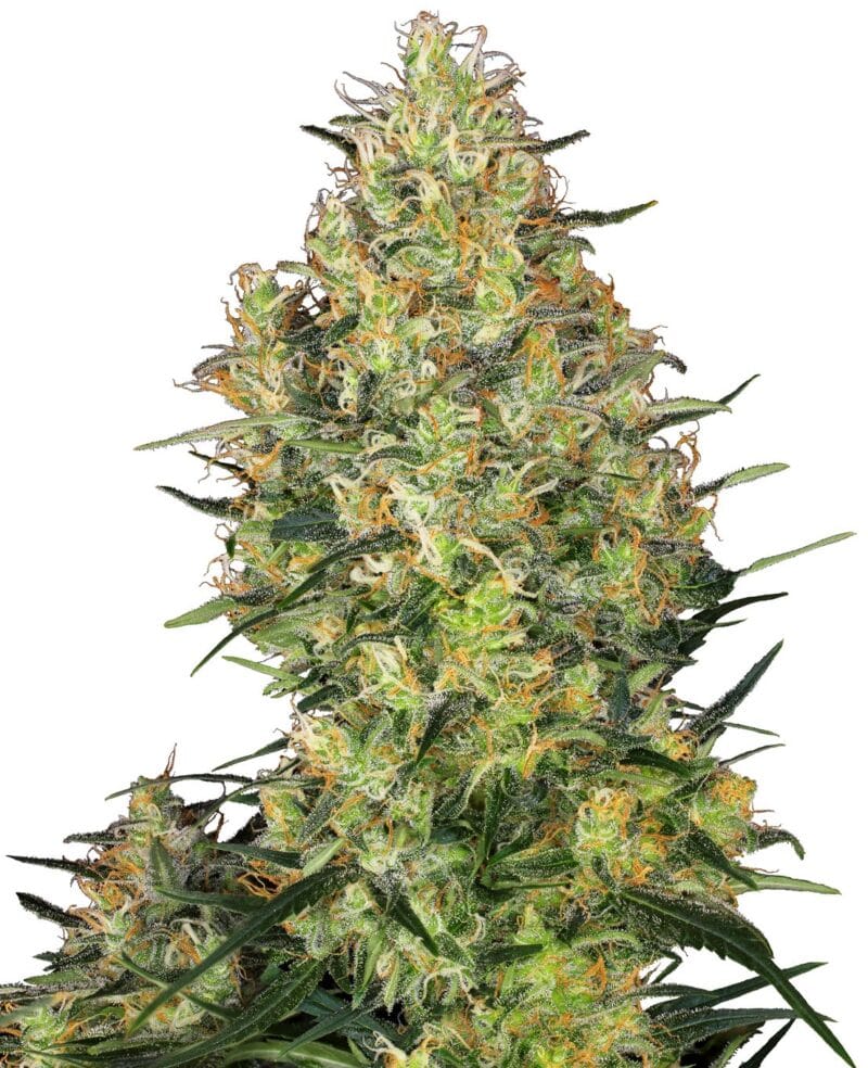 Shiva Skunk Feminized