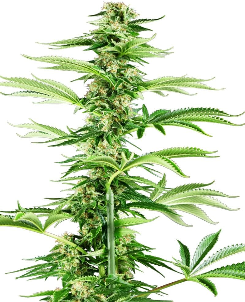 Honey Melon Haze Feminized