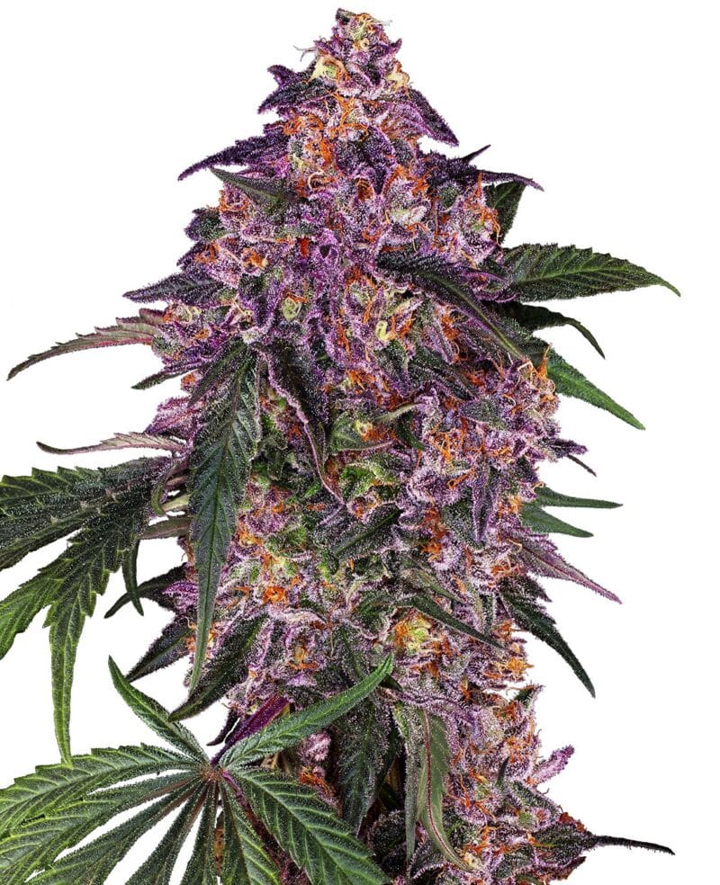 Sensi Purple Kush Feminized