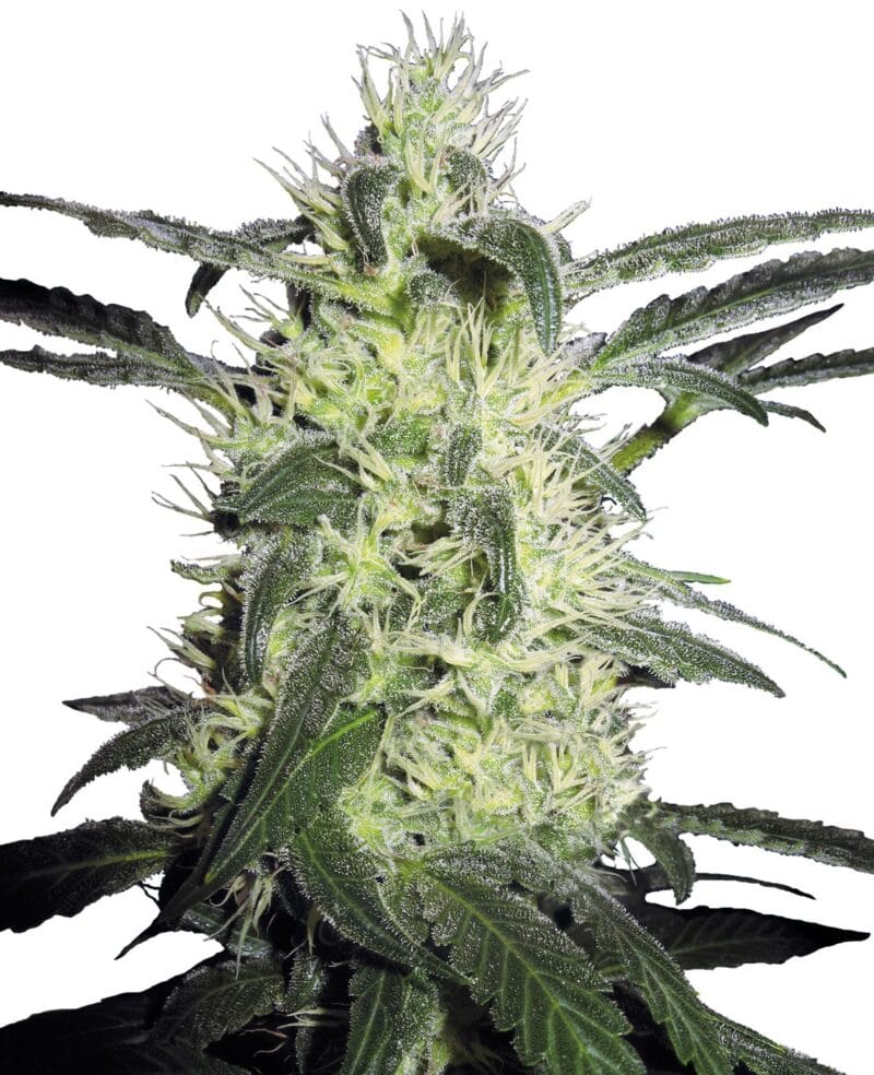 Silver Haze Feminized