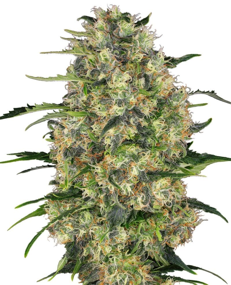 Black Domina Feminized