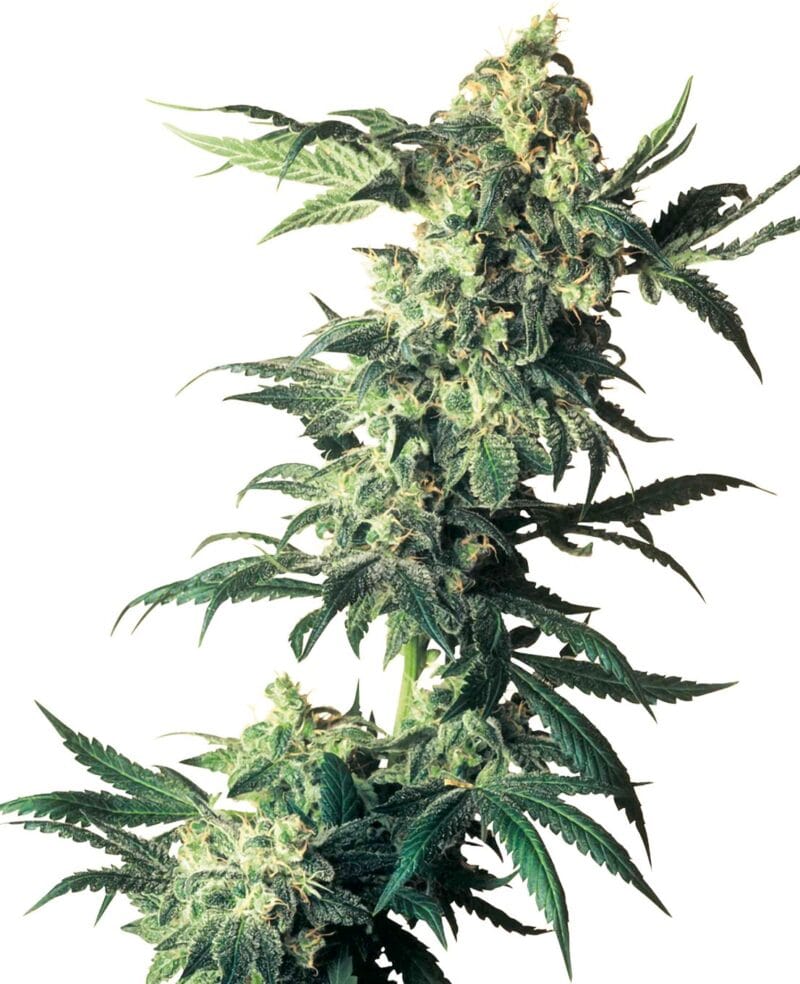 Northern Lights Feminized
