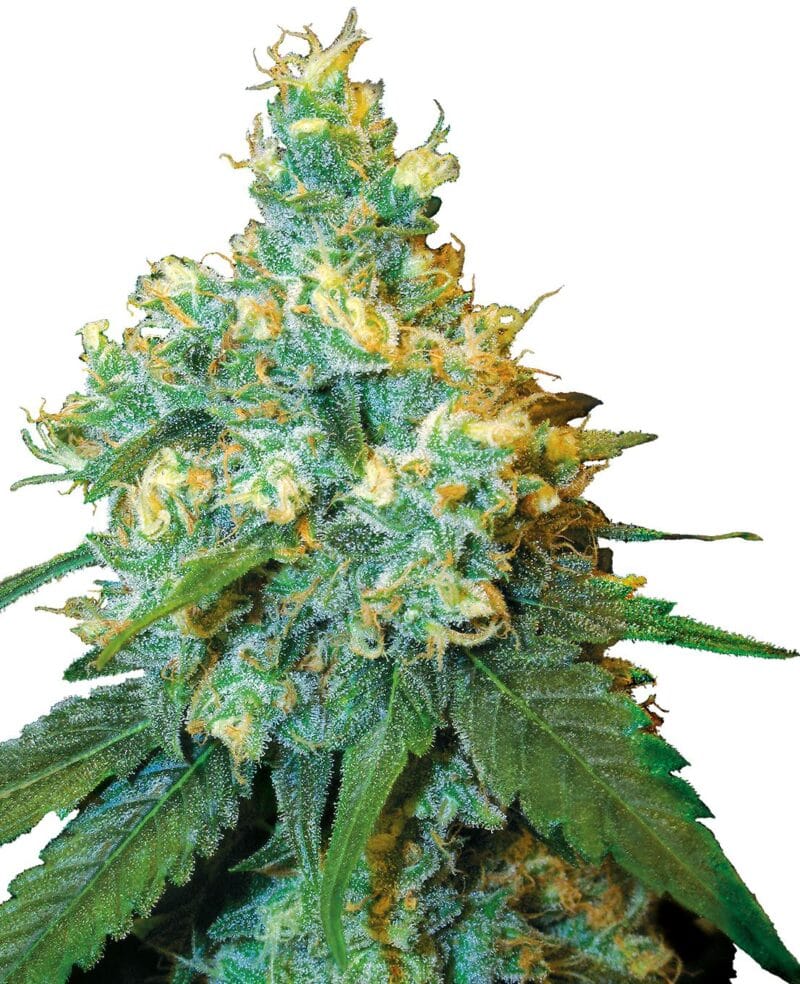 Jack Herer Feminized