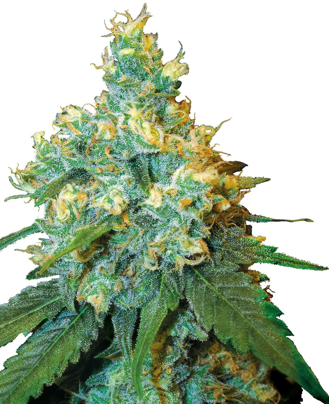 Jack Herer® | 3 Stk. Fem Jack Herer Feminized