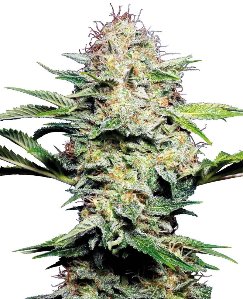 Sensi Skunk Automatic