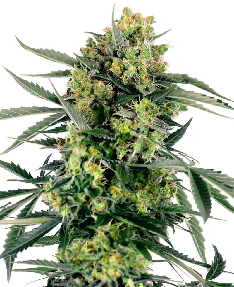 BlueBerry Zkittlez Auto