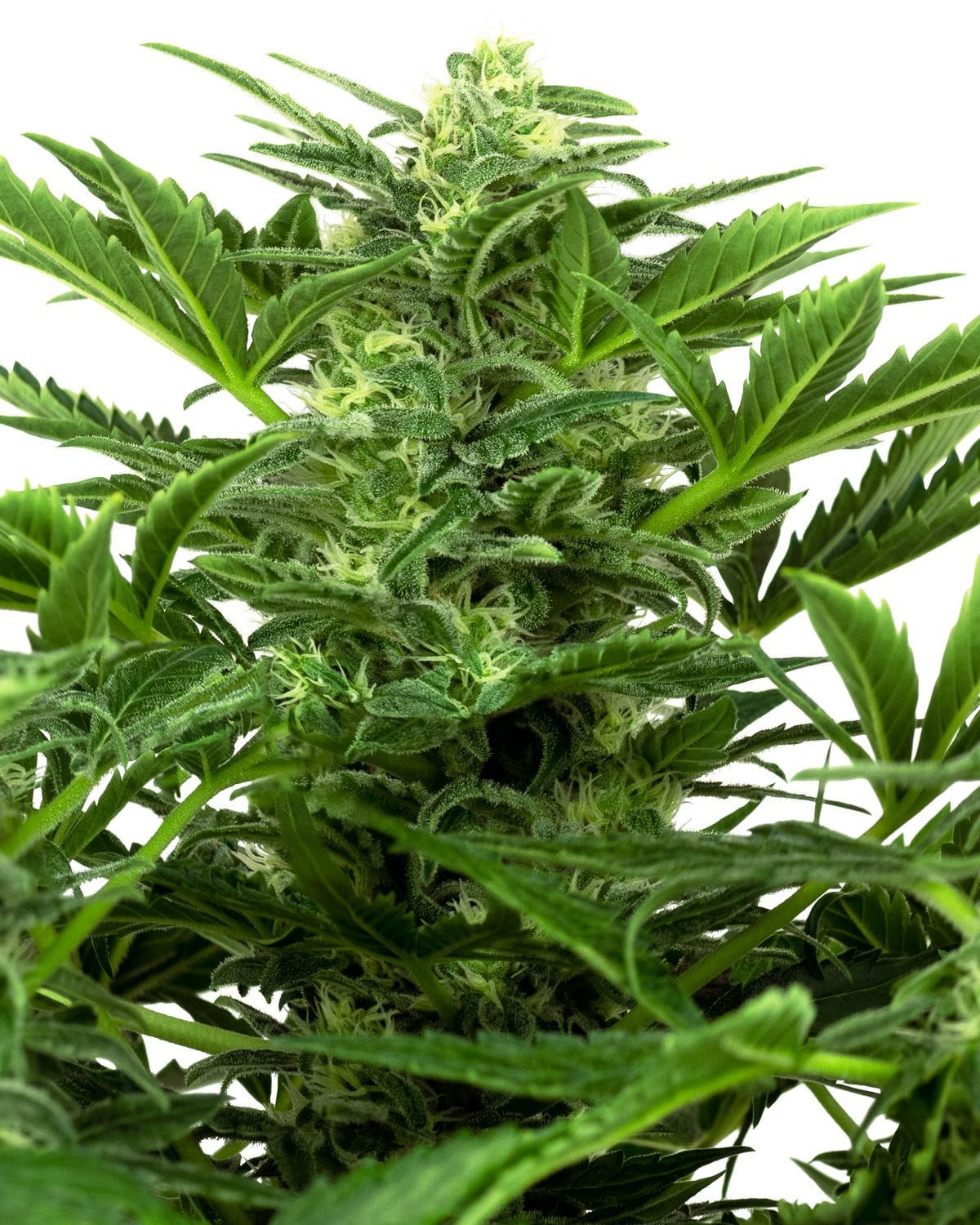 Mandarine Punch | 3 Stk. Auto Mandarin Punch Auto