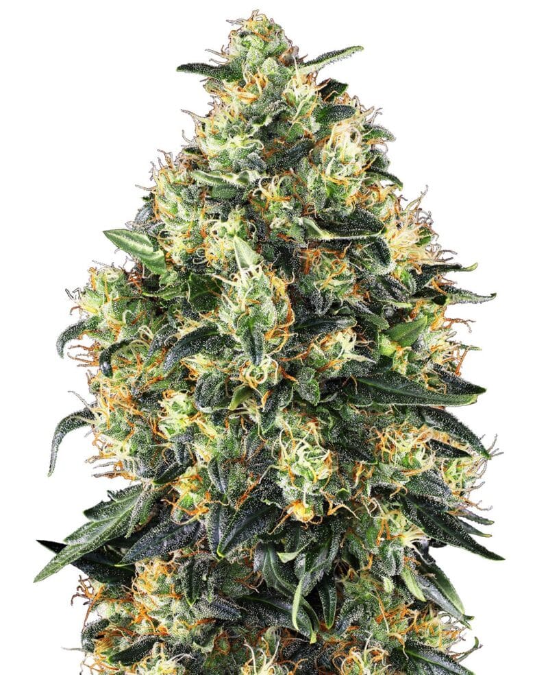 Super Skunk Automatic