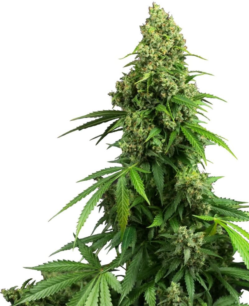 Honey Melon Kush Automatic