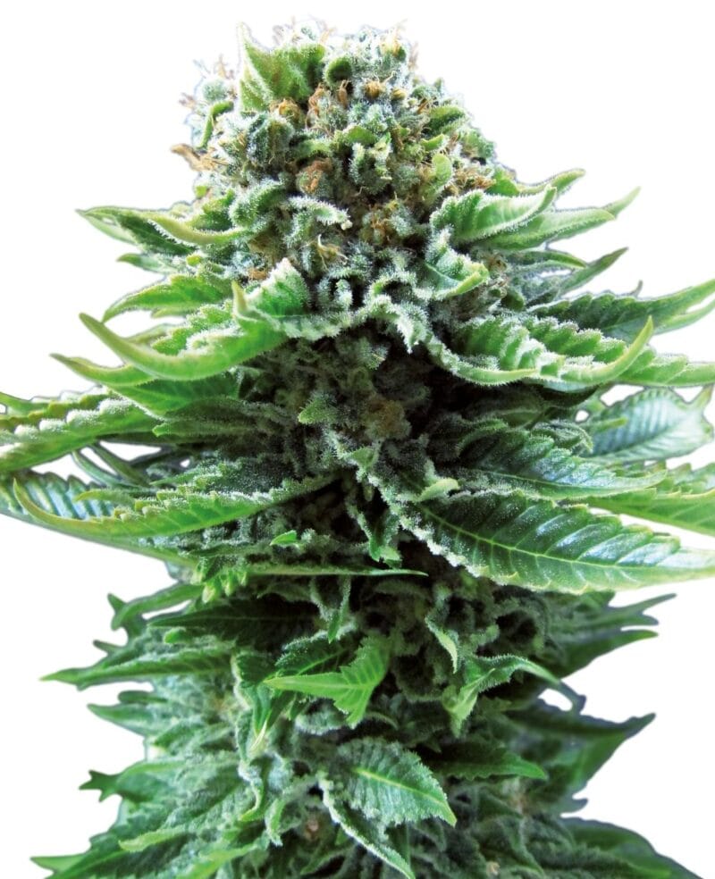Northern Lights | 3 Stk. Auto Northern Lights Automatic
