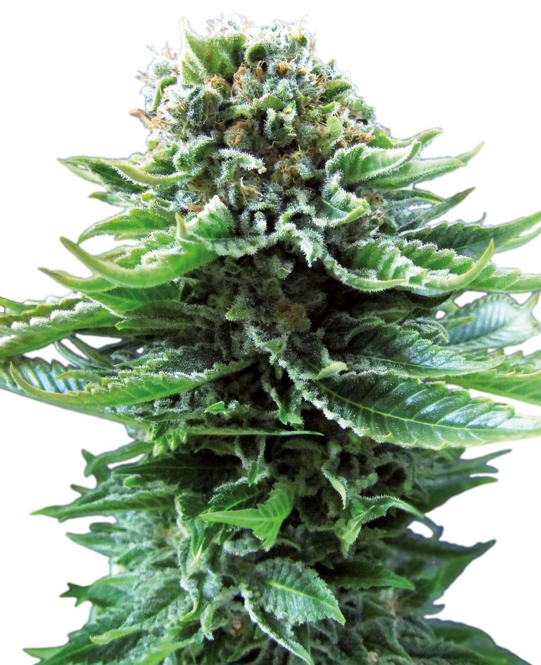 Northern Lights | 3 Stk. Auto Northern Lights Automatic