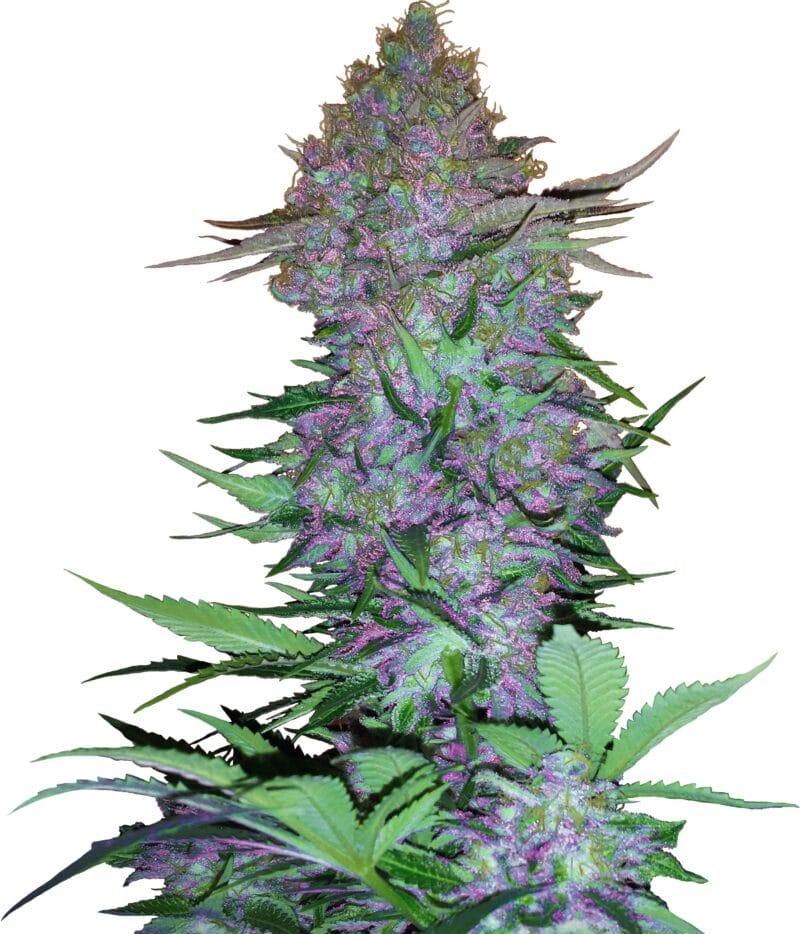Purple Skunk | 3 Stk. Auto Purple Skunk Auto