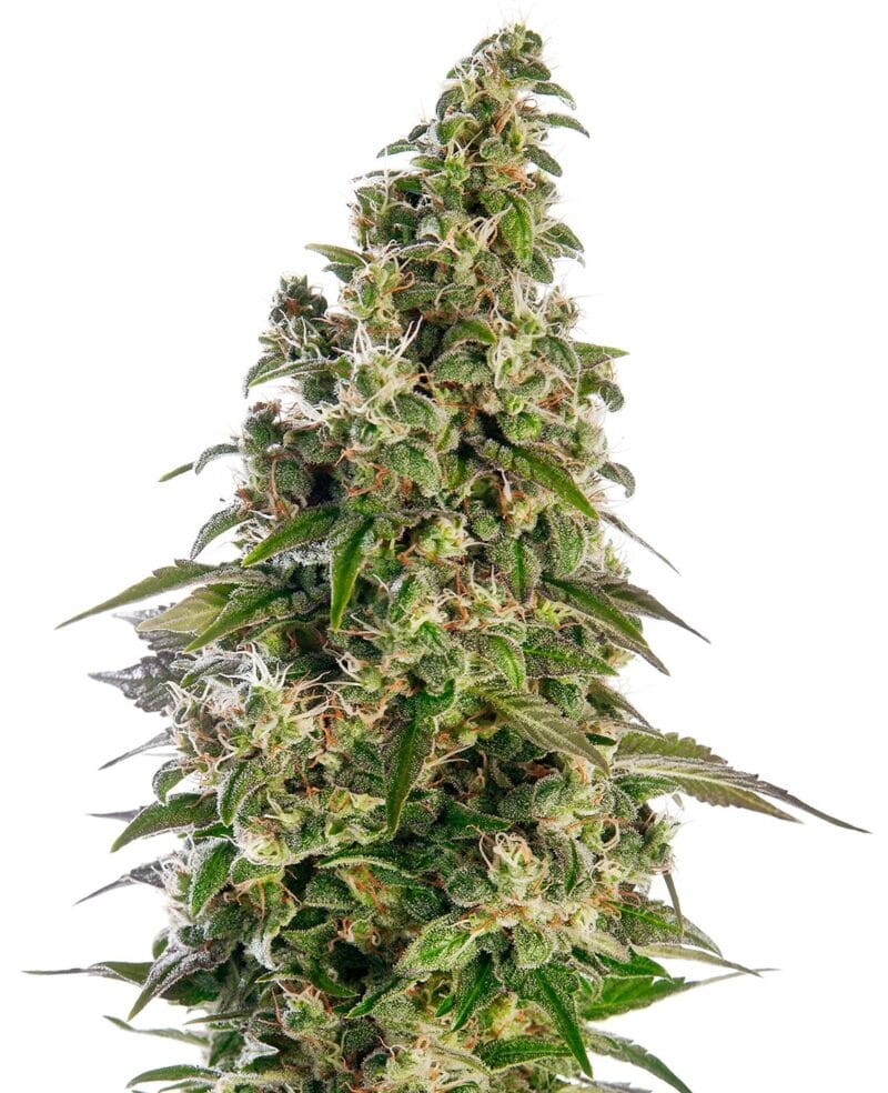 Afghani #1 | 3 Stk. Auto Afghani #1 Automatic