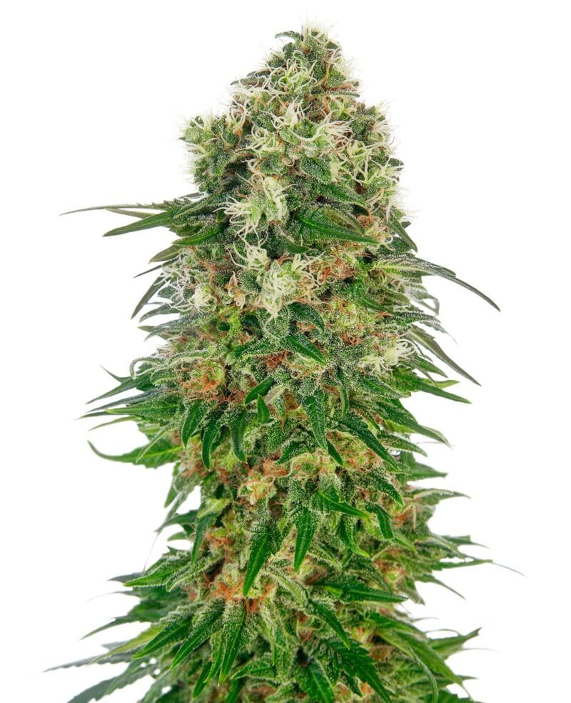 Shiva Skunk Automatic