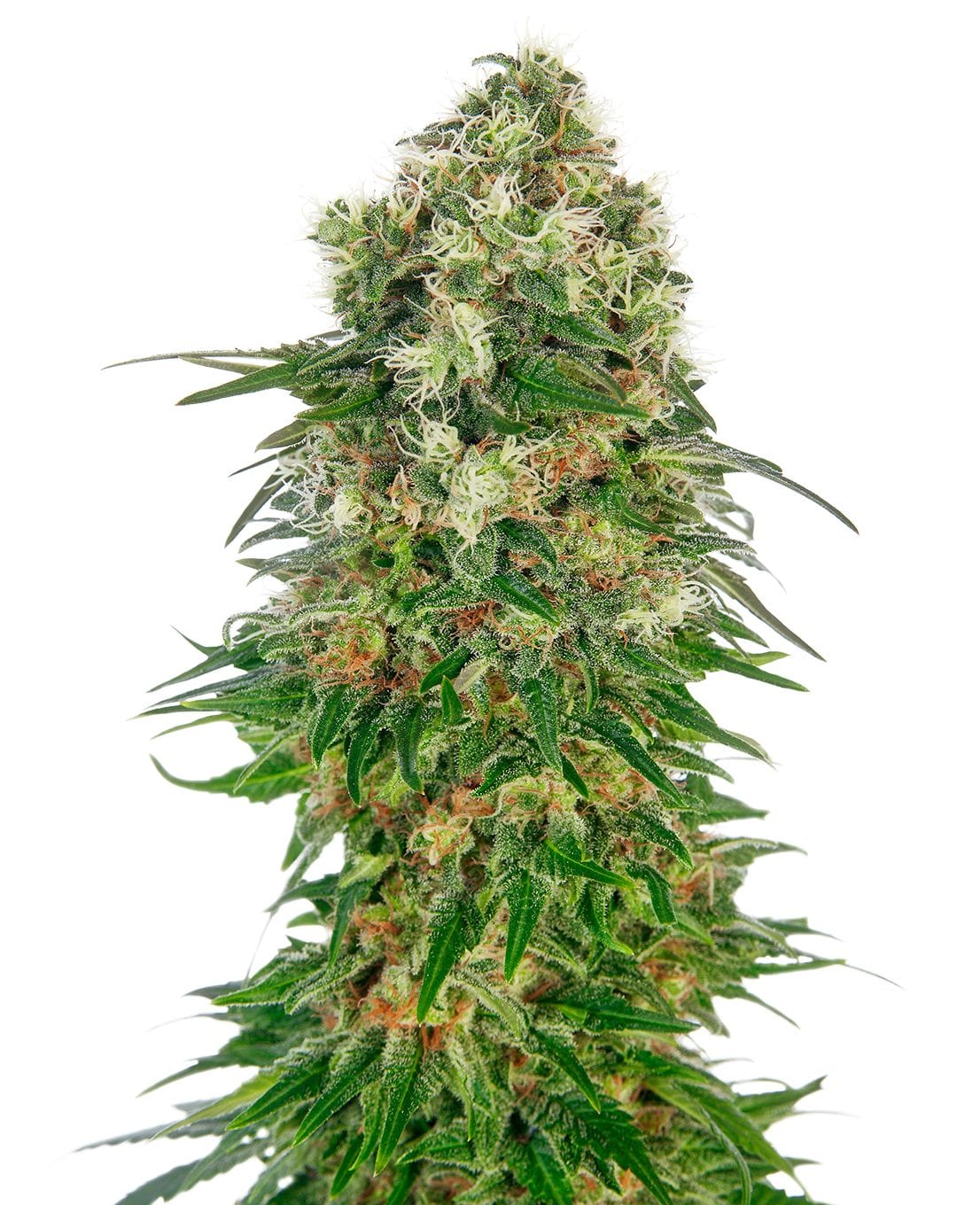 Shiva Skunk | 3 Stk. Auto Shiva Skunk Automatic