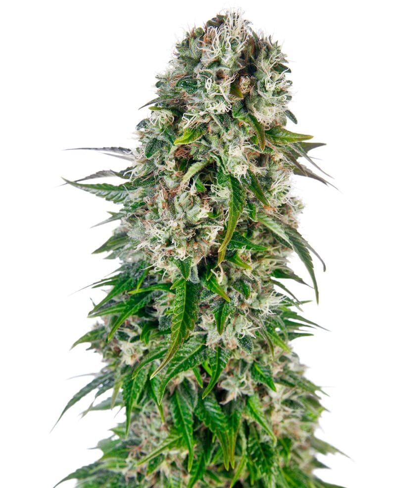 Big Bud Automatic
