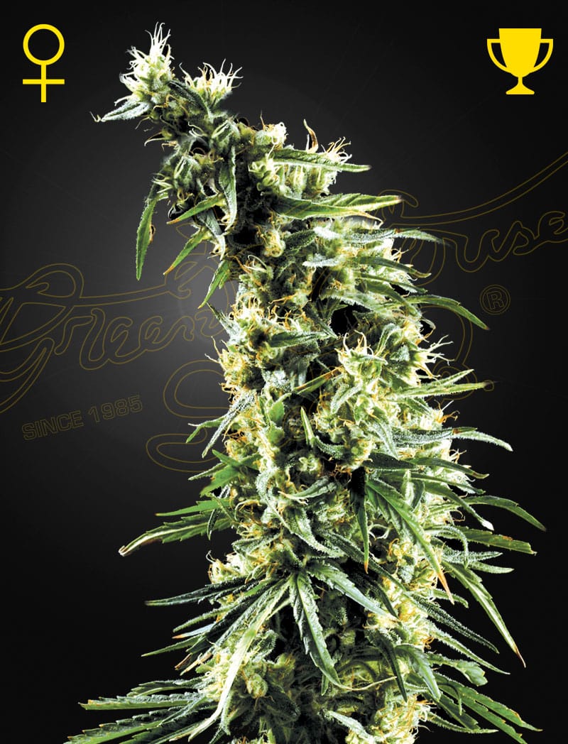 Hawaiian Snow | 3 Stk. Feminisiert HawaiaanSnow