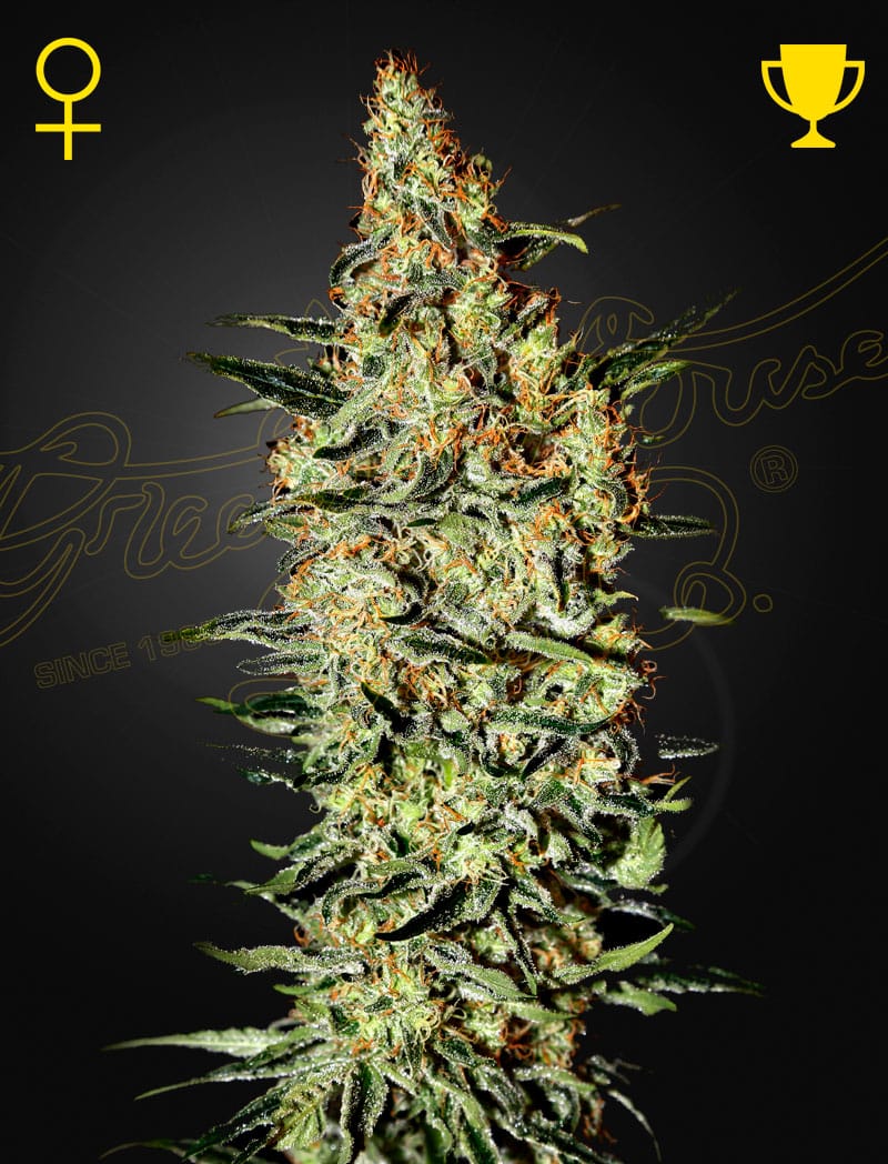 Neville s Haze | 3 Stk. Feminisiert NevillesHaze