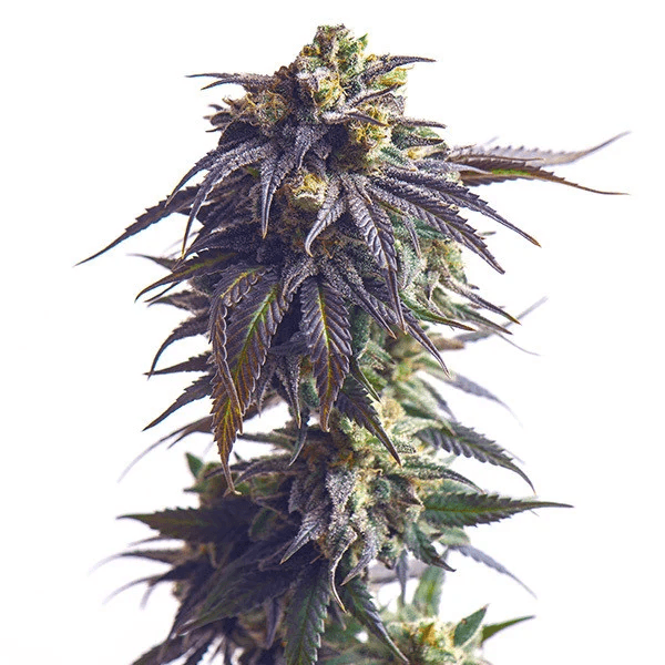 sundae-driver_Plant
