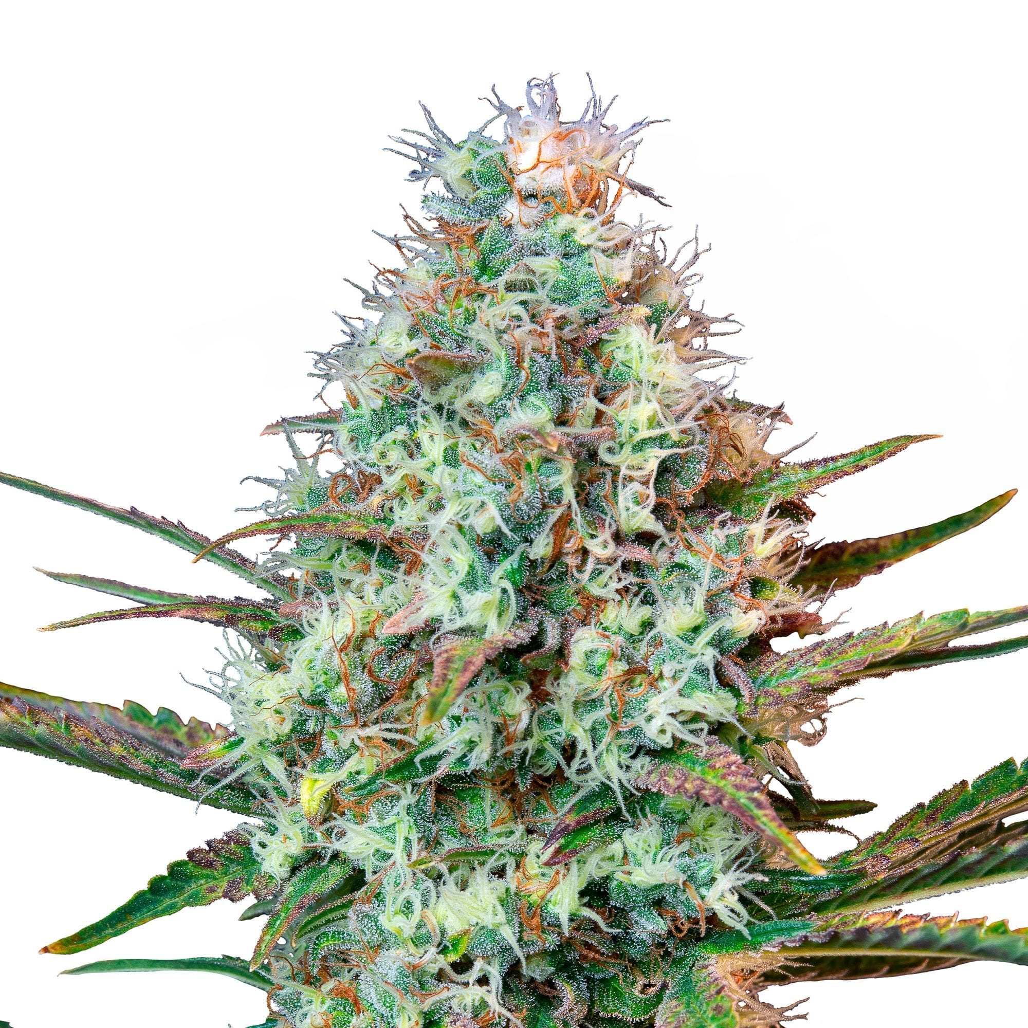 Royal Runtz | 3 Stk. Feminisiert RQS-ROR-F-3-1