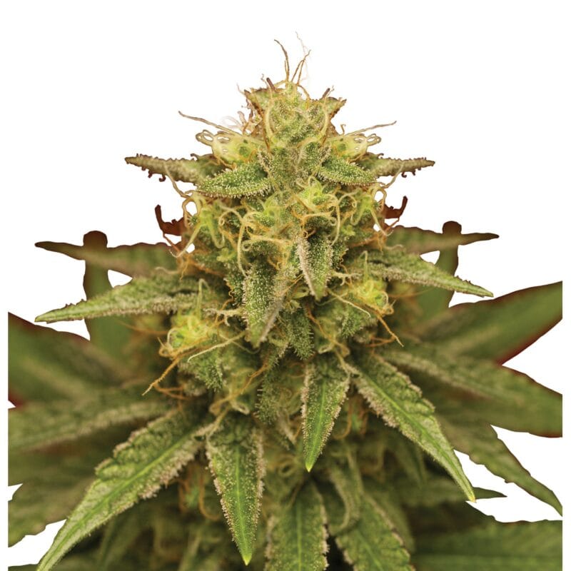 Plant_FEM_RoyalDomina