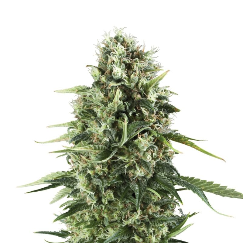 Royal AK | 3 Stk. Feminisiert Plant_FEM_RoyalAK