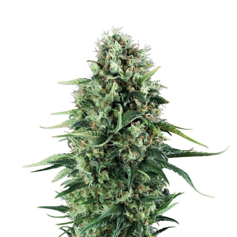 Power Flower | 3 Stk. Feminisiert Plant_FEM_PowerFlower