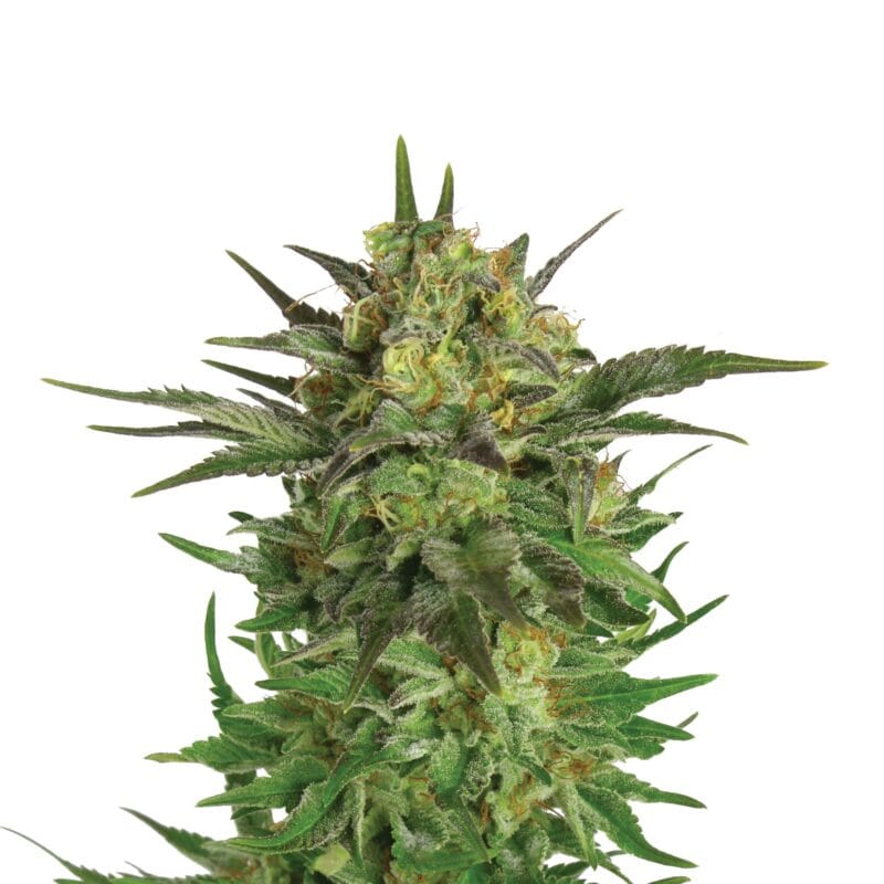 Haze Berry | 3 Stk. Feminisiert Plant_FEM_HazeBerry
