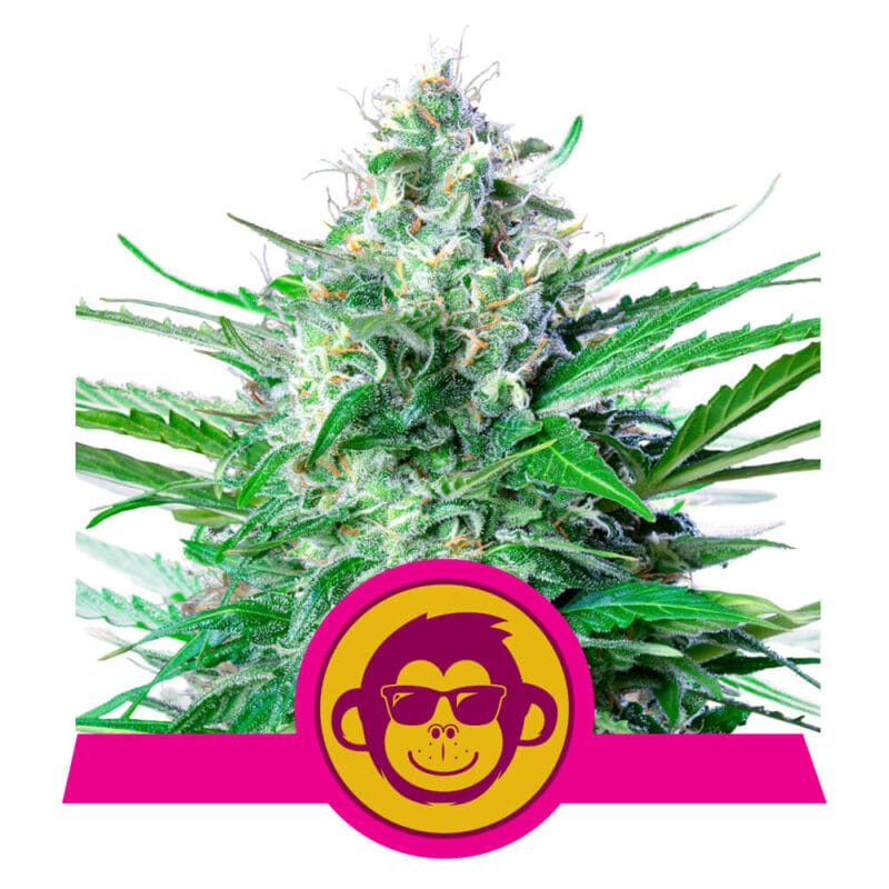 Grape Ape Feminized