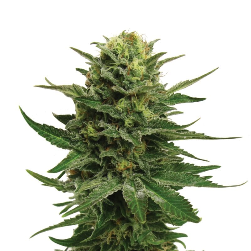 Blue Mystic | 3 Stk. Feminisiert Plant_FEM_BlueMystic
