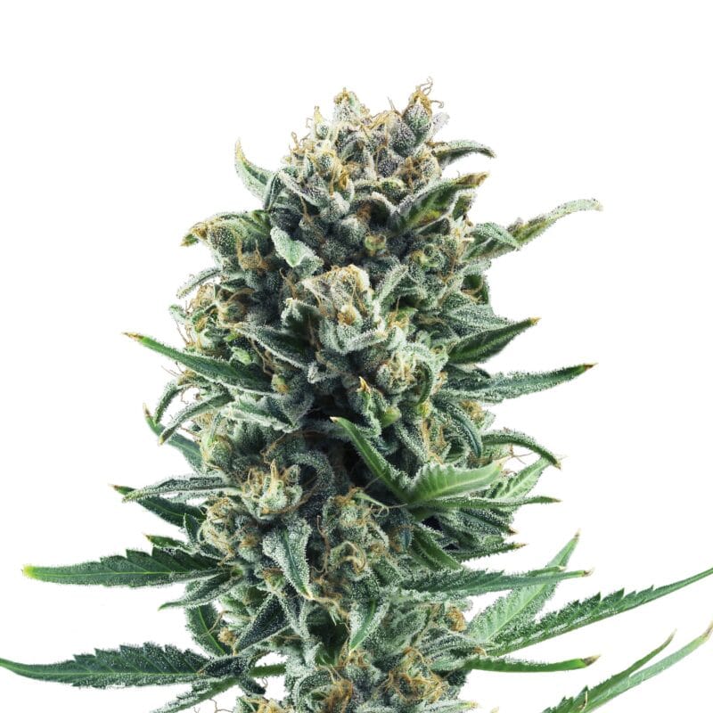 Blue Cheese | 3 Stk. Feminisiert Plant_FEM_BlueCheese
